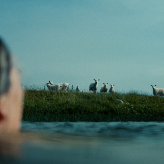 NOTES FROM SHEEPLAND HIGH RES IMAGES FOR FESTIVALS 14 50